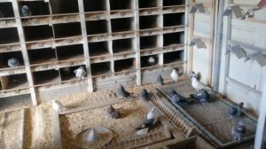 ГОЛУБИ КИЕВСКАЯ ОБЛАСТЬ. БЕРЕЗНЕГОВАТОВСКИЕ.