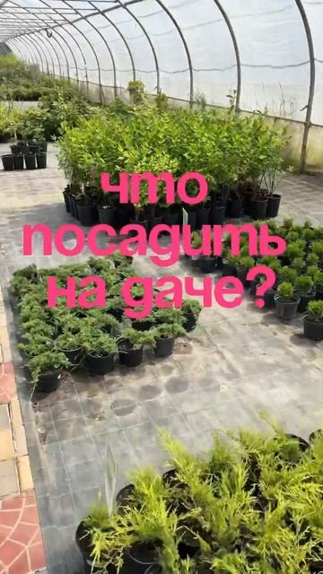 Что посадить, как посадить, где посадить и как ухажива? смотреть онлайн