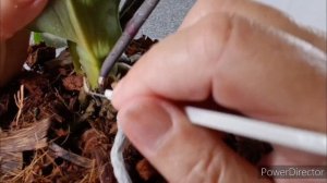 📌Пожелтели листья и цветонос орхидеи. В чем причина? ?