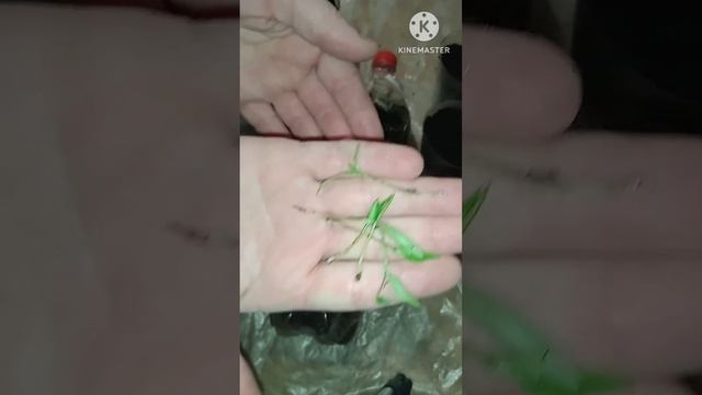 Рассада перцев. Все пошло не по плану. #огород #огородн? смотреть онлайн