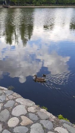 Единственный утенок