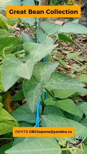 Стручки лимской фасоли Масляный горох белый \|/ Lima Bean Pod смотреть онлайн