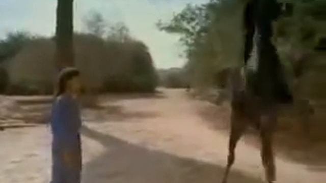 Подборка видео с лошадьми смотреть онлайн