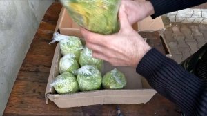 Хранение пекинской капусты зимой в домашних условиях.