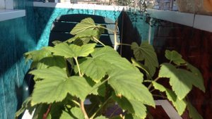 Черенкование смородины