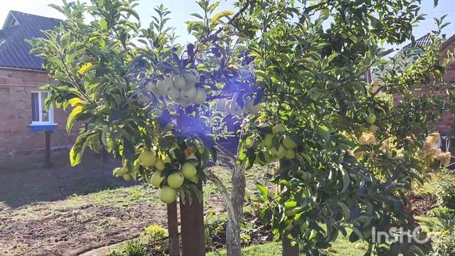 Растения для маленького сада.Мои задумки. Хвойные,роз? смотреть онлайн