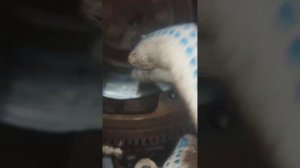 опель астра н. дергание при трогании. новое сцепление.
