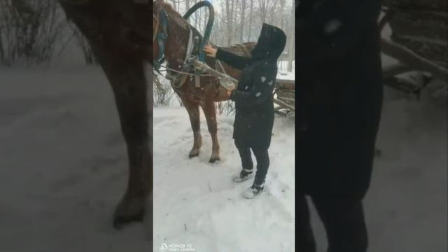 с.Берёзовка🏠Почтовый конь!🐎Интернет на остановке!? смотреть онлайн