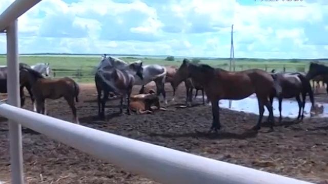 Люди дела. Покупайте красноярское