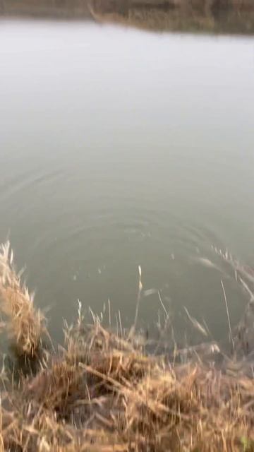 Рыбалка на #кмв #форель #рыбалка #резина #fishing смотреть онлайн