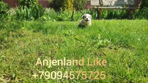 Щенок корги Anjenland Like мраморный окрас