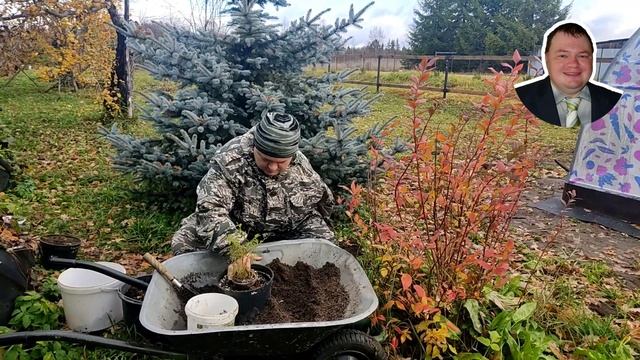 #туя_от_А_до_Я 🌲Как правильно пересадить тую в горшки ? смотреть онлайн