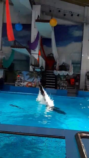 Дельфинарий г.Н.Челны #дельфины #реки #dolphin #море #живот? смотреть онлайн