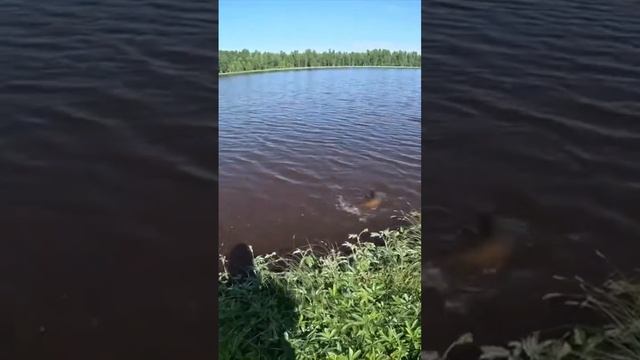 Щука монстр Мощнейшая поклёвка около берега тайного о смотреть онлайн