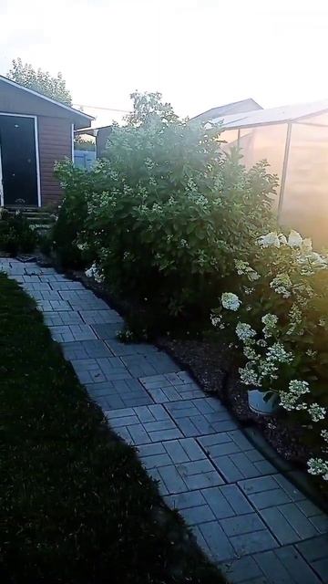 Гортензии.Август, начало✌️ смотреть онлайн