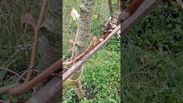 виноград Ізабелла #хобі #garden #садок #ягода #виноград #gard смотреть онлайн