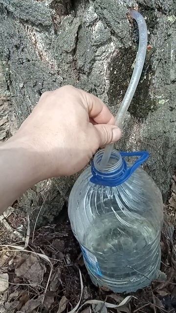 добыча берёзового сока смотреть онлайн