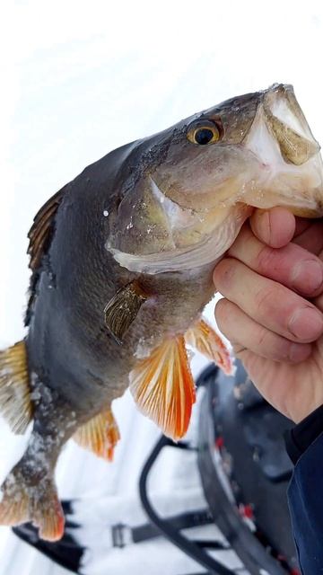 Темряк Бурый Окунь 02.02.2025. смотреть онлайн