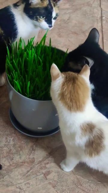 Какие травы вы садите своим кошкам? Что они больше все? смотреть онлайн