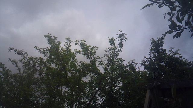 Птичий концерт в нашем саду