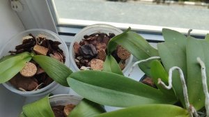 орхидеи мини детки