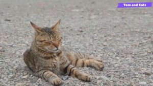 История происхождения кошек / Откуда появились кошки /