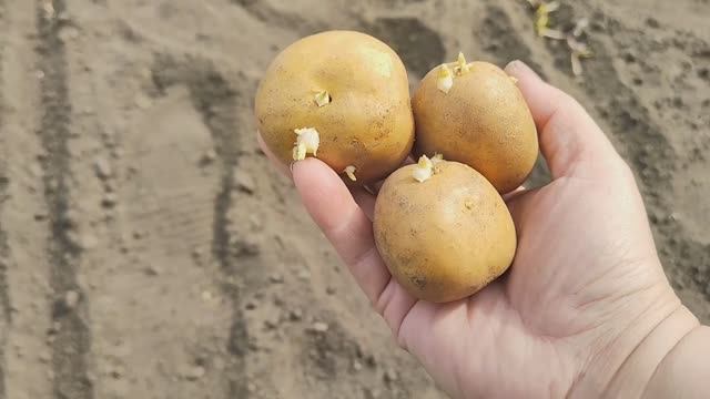 Посадка КАРТОФЕЛЯ. Что ПОЛОЖИТЬ в лунку при посадке картофеля
Самый лучший способ посадки картошки