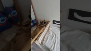 ▶️ Брателло заценил кроватку из дуба