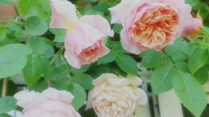 САДЫ БРИТАНИИ. РОМАНТИЧНЫЙ САД. ЧУДЕСНЫЙ ОТДЫХ В ЛЕТНЕМ САДУ.