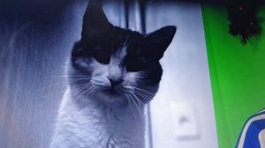 Деревенский блокнот. Жизнь под забором..