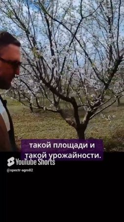 6 лет до первого урожая. Миндаль.