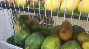 Ассортимент и цены на о.Диффуши