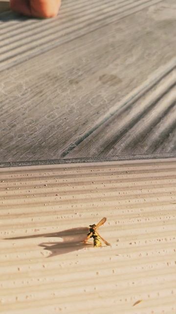 Ужилване от оса в басейна! Отровата и е силна, но аз не ? смотреть онлайн