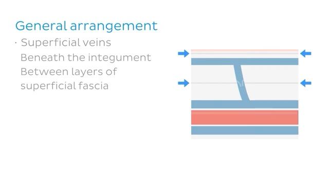 Допплерография вен верхних конечностеи Вены верхнеи конечности предпросмотр - Анатомия человека