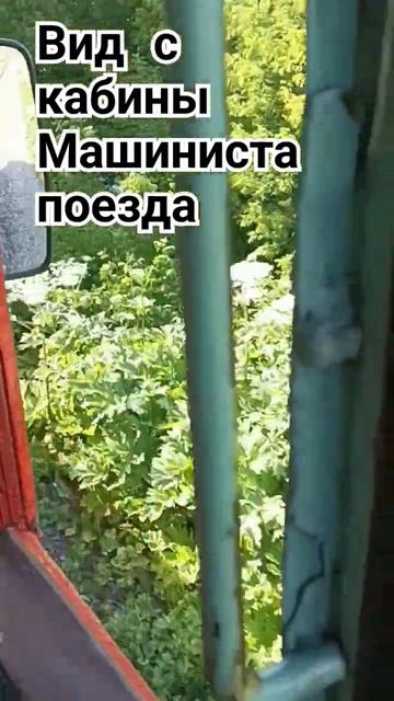 🥳Цветение Борщевика. #продажацветов #plants #цветыпочто? смотреть онлайн