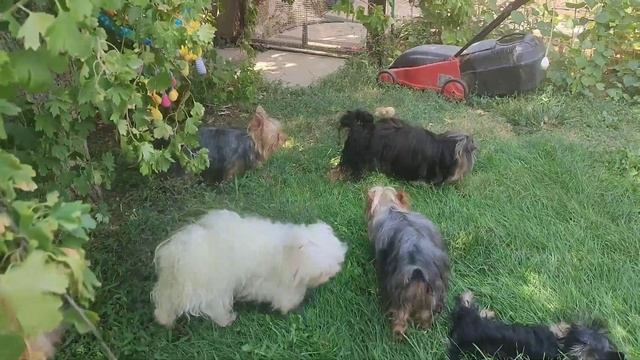 Всем жаркий привет из Евпатории и пожелания хорошего дня Продажа щеночков Доставка79788972514