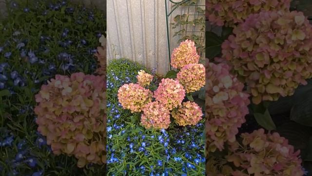 гортензия Саммер Сноу смотреть онлайн