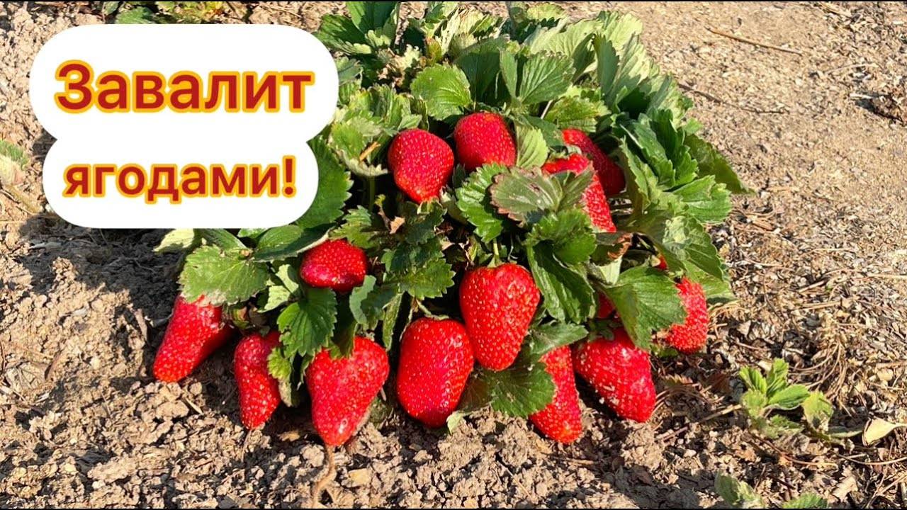 🍓🥄 ВСЕГО 1 ЛОЖКУ ПОД КЛУБНИКУ — И ОНА ЗАВАЛИТ ВАС КРУПНЫМИ ЯГОДАМИ! ВНЕСИТЕ ПОД КАЖДЫЙ КУСТ КЛУБНИ