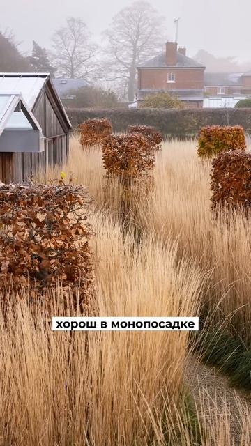 Злак №2 для природного сада 🌾 В следующем видео - о тр?
