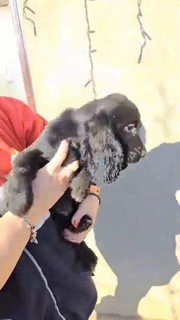 Спаниель +79787402855 Крым продажа щенков доставка есть по ? смотреть онлайн