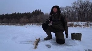 Ловля Щуки На Красивой Зимней Речке Рыбалка на жерлицы (флажки).