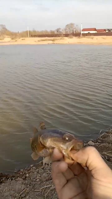 если рыбак такой же как и я поставь лайк и подпишись ❤? смотреть онлайн