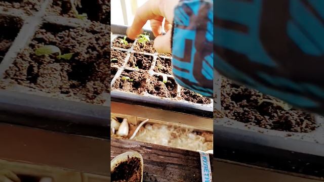 Что произошло с рассадой за одну ночь в теплице 20 март? смотреть онлайн