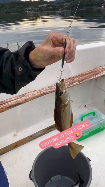 Рыбалка в Норвегии! Ловим рыбку вместе! #норвегия#рыба? смотреть онлайн