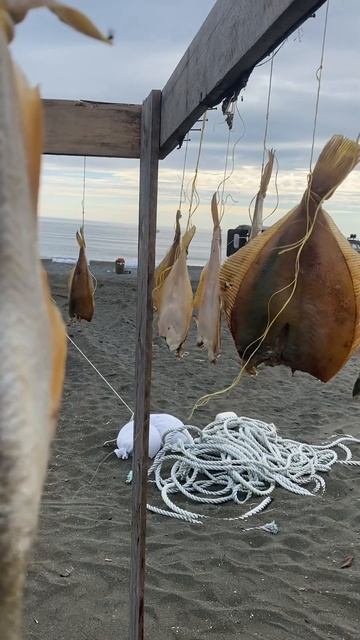 Камбала вяленая #сахалин #остров #рыбалка смотреть онлайн