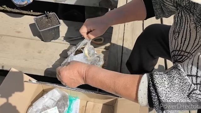 Жизнь аборигенки. Пришли маме цветы из Содовый мир. 7.05.25.