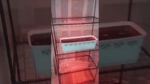 Фитолампа,и ростки мандарина