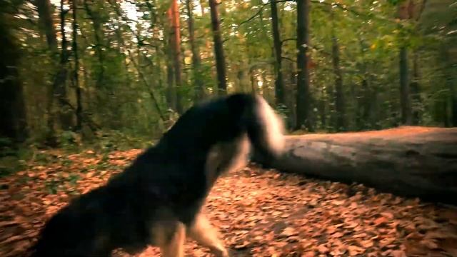 Бутя ищет дом смотреть онлайн