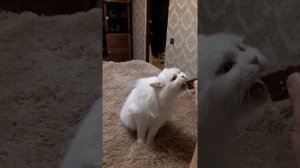 Кошка ест шоколадку милка