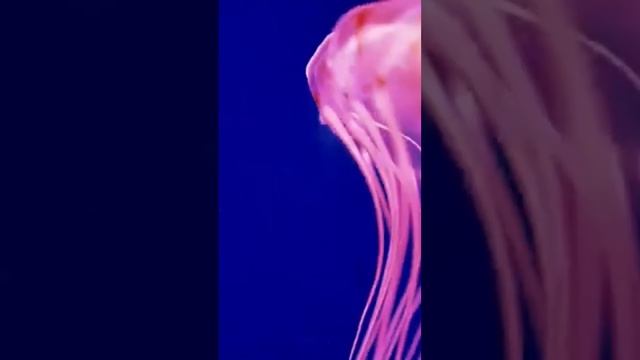 Музыка Природы! В этой нежной мелодии есть всё, чтобы п смотреть онлайн